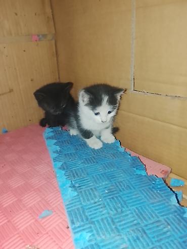 котята бесплатно: Котята даром. очень ласковые и красивые — 4