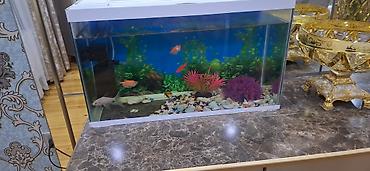 Digər məhsullar: Böyük akvariumdu 5 6 balıq var içinde dekor su filteri baxa bilmediyim — 1