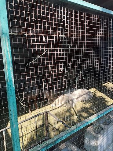 Продажа коттеджей и домов: Продаётся дом в село чалдавар, 2 этажни дом и времянка, 16 соток — 17