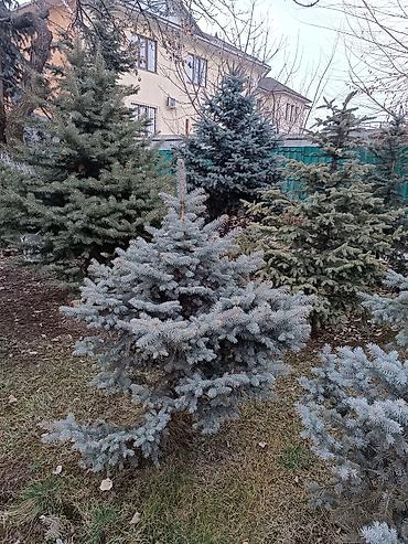 Ель: Ели для озеленения участка - Породные хвойные деревья с плотной — 2