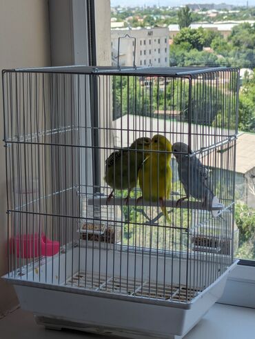 Птицы: Продаю волнистых попугаев вместе с клеткой зелёная девочка жёлтый и
