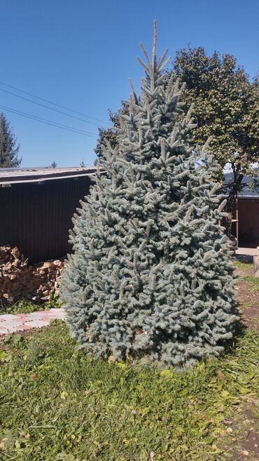 Декоративные деревья: Саженцы деревьев: Ели, Бесплатная доставка — 12