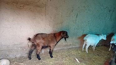 Продам с/х животных: Продаю | Козлёнок | Для разведения — 10
