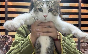 котёнок в хорошие руки: Кошка, уличная, в Бостери — супер милая и ласковая. Пошла за мной пока — 1