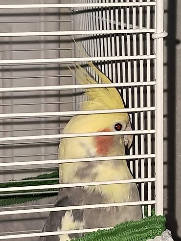 hinduşka balaları: Nimfa papuqayı (cockatiel) – əl öyrəşmiş, insanla ünsiyyətə açıq ev — 4