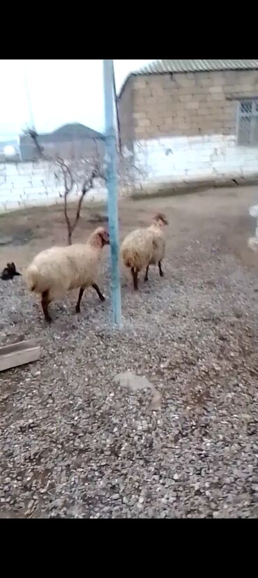 Qoyunlar, qoçlar: Qiymət cütünə ayıdır real alıcıya endirim olacaq boğaz heyvan di — 7