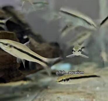аквариумные рыбки в бишкеке: Водорослееды, рыбки аквариумные