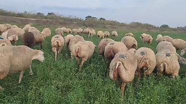 at satanlar: Dişi, il: 2, Damazlıq, Pulsuz çatdırılma — 9