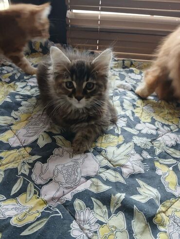 Mačke: Mace dugodlake – leglo prelepih mačića - Tip: kućne mačke dugodlake — 6