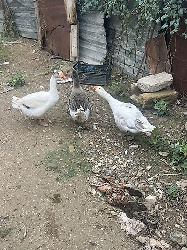 qızıl quş: Qazlar – 3 baş Salam qazdar satılır 2fere 1xoruz isteyen elaqe saxliya — 1