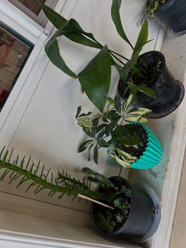 Otaq bitkiləri: Her nov guler var endirimnen verecem Gencedi istiyen yazsin satiş — 89