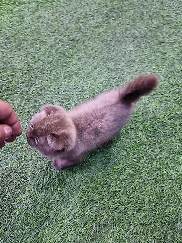 Кошки: Skotiş fold balaları – ağ və boz rənglərdə - Cins: Scottish Fold — 5
