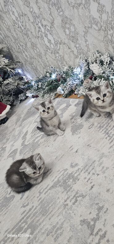 Pişiklər: Britan — 4