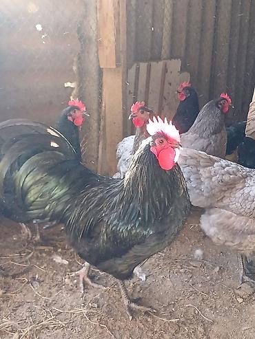 dev koxin: Australorp yumurtası çox istəyənə endirim olunur.
0705932535 — 1