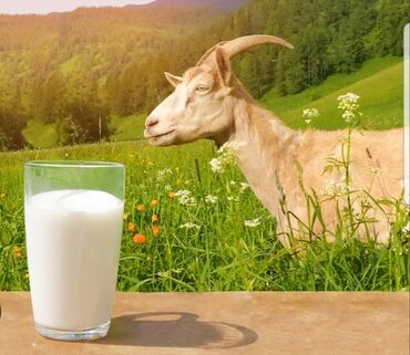 туалет на улице купить: Козье молоко,120с вкусное и полезное