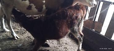 tap az qusar heyvanlar: 2 yaş yarimliq iney ve birinci balası dana dişidir 6 ayliqdir — 3