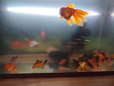 Balıqlar: Oranda, Ünvandan götürmə -da lalafo.az — 5 Balıqlar: Oranda, Ünvandan götürmə — 5