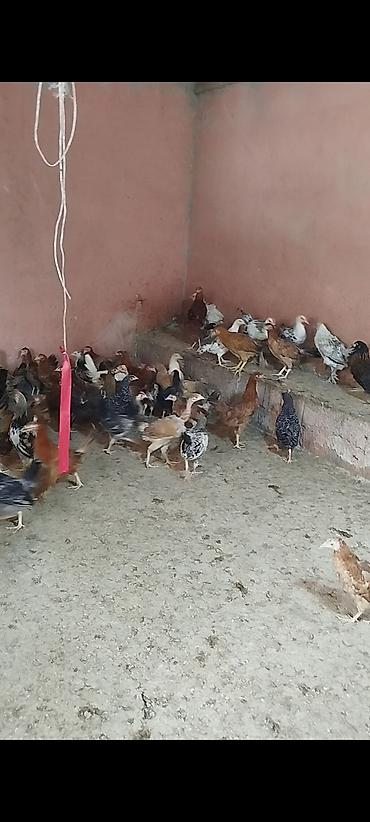 fermer təsərrufatı: 4 ayının içində olan superaktiv kənd çolpaları satılır, kəsməli təbbi — 7