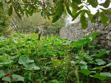 Torpaq sahələrinin satışı: 10 sot, Tikinti, Mülkiyyətçi, Kupça (Çıxarış) — 3
