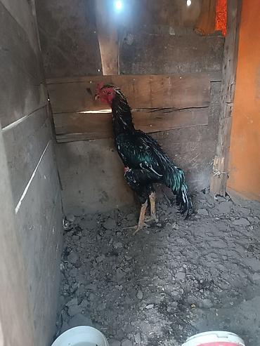 жожо брама: Продаю | Петух | Бойцовая | Для разведения — 6