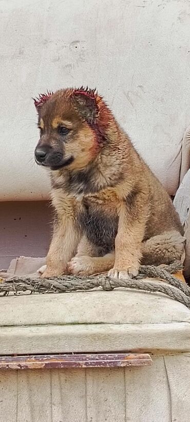 İtlər: Qurdbasar, 1 ay, Erkek, Peyvəndli, Ünvandan götürmə