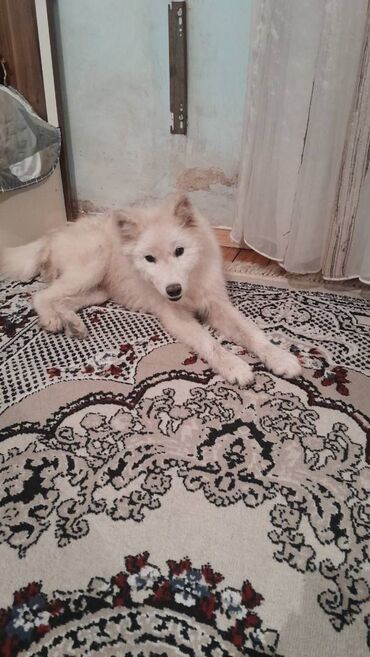 мальтипу купить в баку: Samoyed, 7 ay, Dişi, Peyvəndli, Ünvandan götürmə