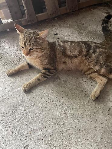 Продажа кошек: Котик бенгал зовут Элвис — 11