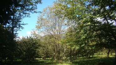 Torpaq sahələrinin satışı: 74 sot, Kupça (Çıxarış) -da lalafo.az — 10 Torpaq sahələrinin satışı: 74 sot, Kupça (Çıxarış) — 10