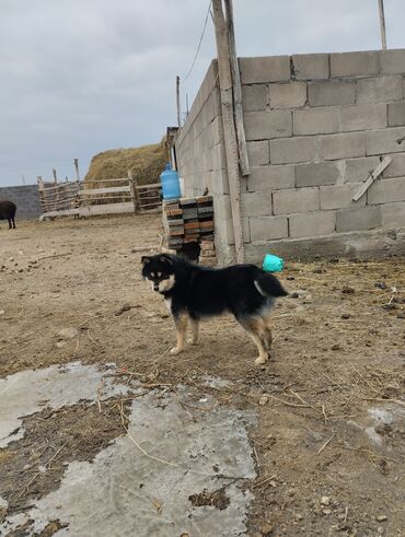 дог собака: Шпиц, 8 месяцев, Самка, С прививкой