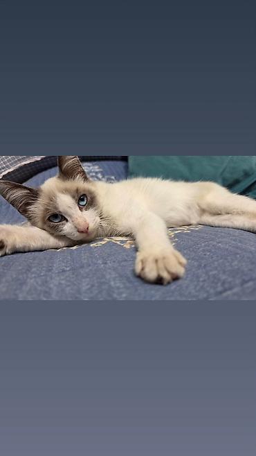Находка и пропажа кошек: Котёнок-мальчик, примерно 3 месяца. Порода: предполагаемый рэгдолл — 1