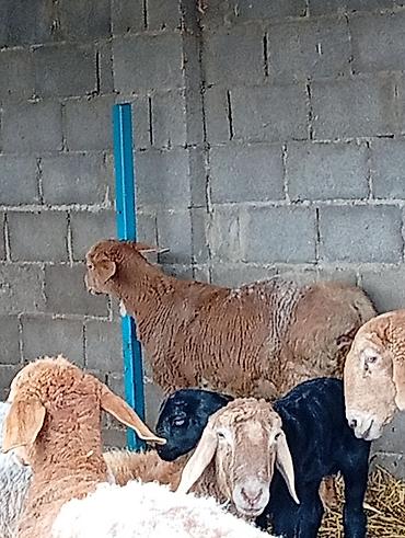 Баран, овца: Продаю | Овца (самка) | Для разведения | Матка — 10
