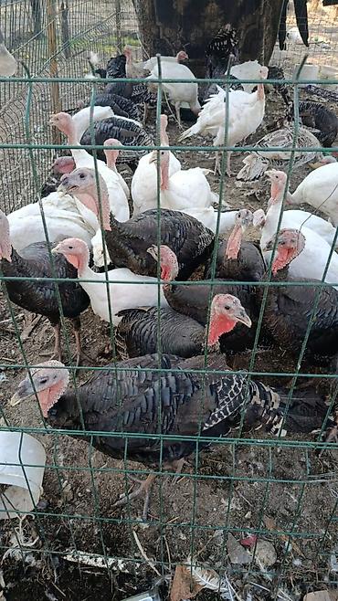 индюков: Продаю | Индюшата | Северокавказская | На забой — 1