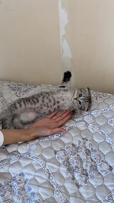Кошки: Шотландская, Самка, В добрые руки, Самовывоз — 5
