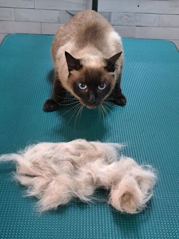 Другие услуги: Груминг в Бишкеке Стрижка Вычес (линька) Купание профессиональной — 14