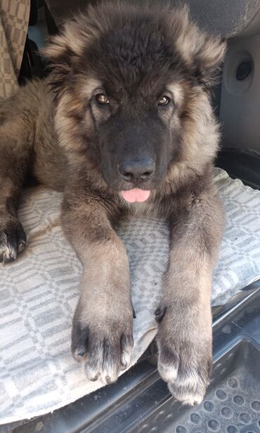 немец овчарки: Caucasian Shepherd Dog, 4 айлык, Эркек, Ит тегин тастыктоочу документ