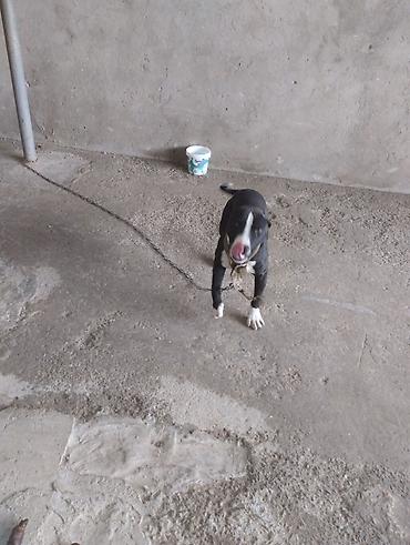 pitbull balaları: Pitbul, 2 ay, Erkək, Peyvəndli, Ünvandan götürmə — 8
