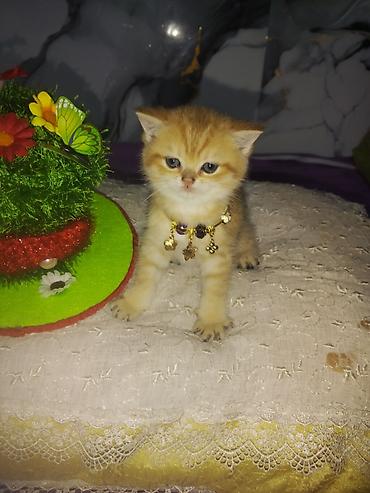 Pişiklər: Britan — 6