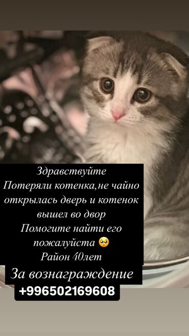 маленькая кошка: Пропала : Скотиш Фолд (Шотландская вислоухая), Мальчик, Серый