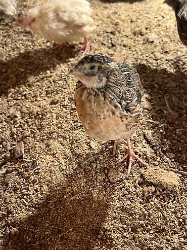 Другие с/х животные: Перепела разных окрасов для домашнего хозяйства Перепелки живые: 2х — 11