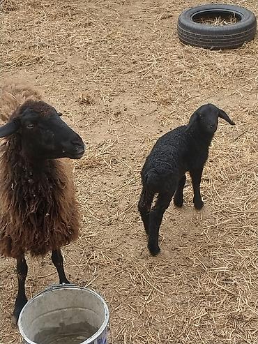 Qoyunlar, qoçlar: Razılaşma yolu ilə çox təcili satılır.balalı balasız fərq etmir — 20