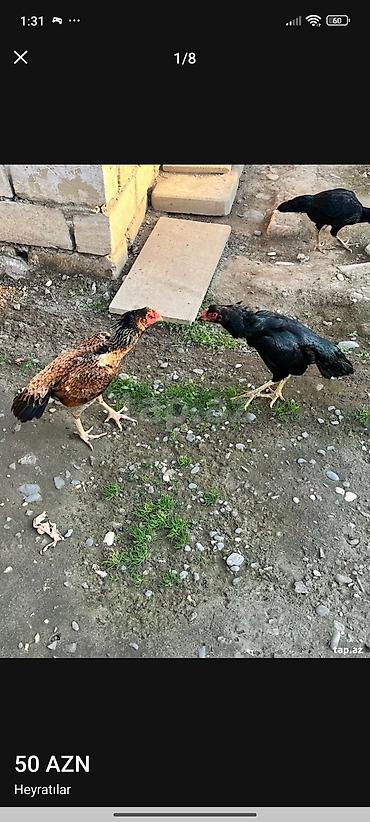 il: Salam maşallah temiz qan Patel qiymət 60manat ayağı ağır olumludu — 2