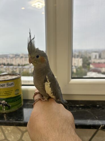 Tutuquşları: Erkək Korella papuqayı satılır Dekabrın 1-i doğulub Boz rəngi və — 3