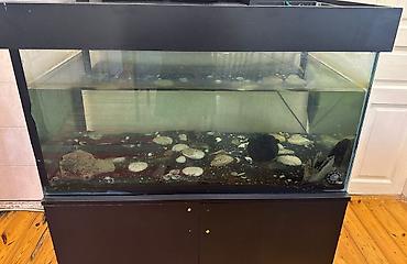 akvarium dirnaq: Akvarium-şkaf, Balıqlarla birlikdə, 200 l, Ünvandan götürmə — 2