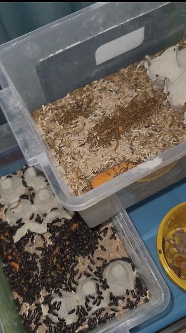 akvarium baliq bazari: 🐛 Canlı Un Qurdu Satılır! ✔️ Təzə və sağlam ✔️ Toyuqlar, quşlar və — 2