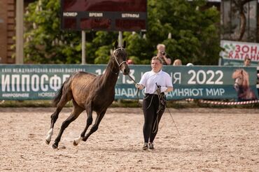 Лошади, кони: Продаю | Жеребец | Для разведения, Конный спорт | Племенные, Осеменитель — 5