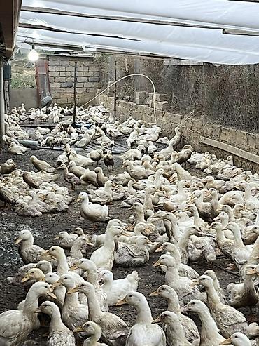 baliq toru: Məhsul: Ördəklər (sürülü satış) Təsvir: - Ağ və açıq-krem rəng — 2