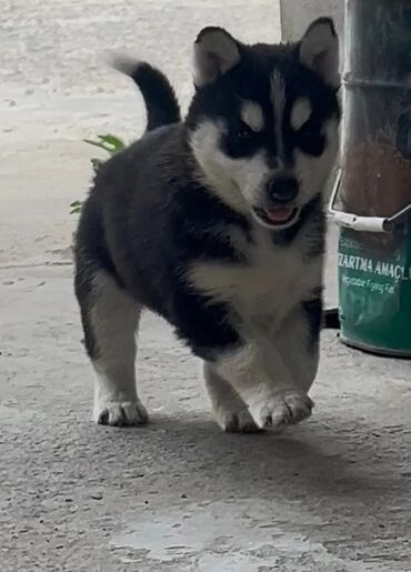 haski it adlari: Xaski, 1 ay, Dişi