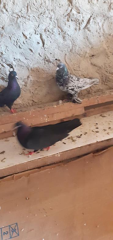 korella satışı: Ebresler,kömür qaralar,kekilli lelekli ebresler göyler satilir — 3
