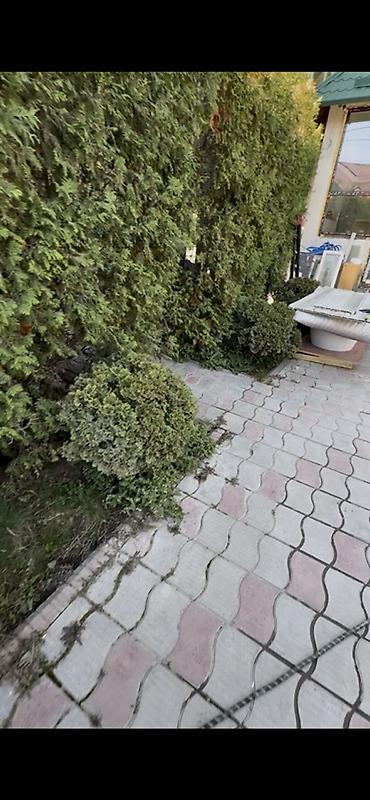 бетон талас: Продаю туи елки
Самовывоз 
Высота 4-5 м
Разные — 3