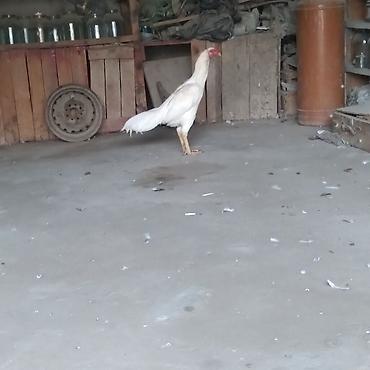 Xoruz, Heyratı, il: 1, Ünvandan götürmə lalafo.az -da Xoruz, Heyratı, il: 1, Ünvandan götürmə